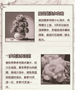 夏季多肉浇水的正确方法 夏季多肉浇水的正确方法