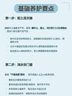 麒麟如何养 麒麟如何养