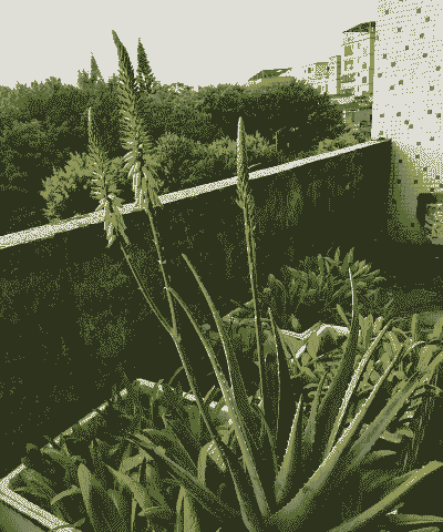 芦荟几月份开花 芦荟几月份开花