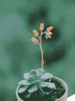 多肉是花吗 多肉是花吗