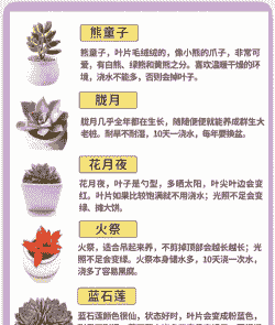多肉的养殖方法 多肉的养殖方法
