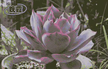 多肉三仙子是哪三样 多肉三仙子是哪三样