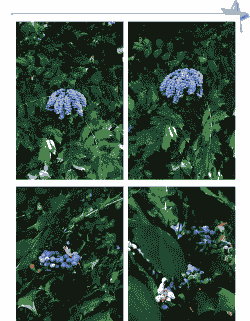 阔叶类花木有哪些 阔叶类花木有哪些