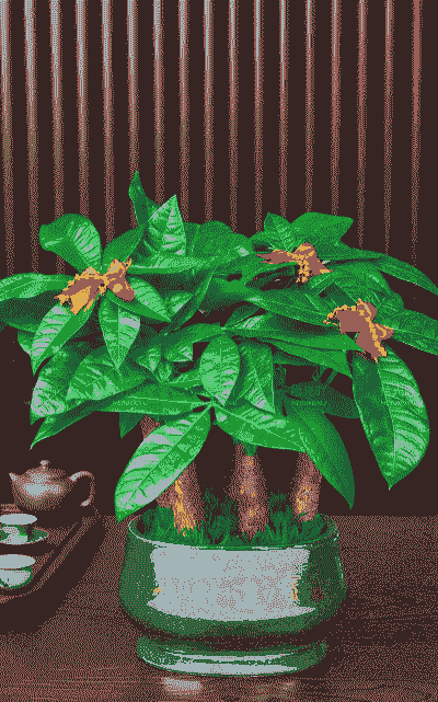 什么树种适合室内养 什么树种适合室内养