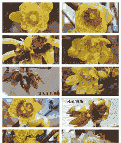 为什么那么喜欢腊梅 为什么那么喜欢腊梅