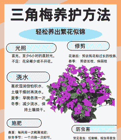 如何让三角梅冬季开花 如何让三角梅冬季开花