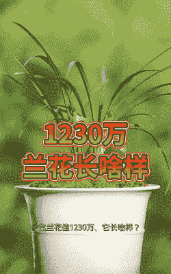 什么兰花最值钱的 什么兰花最值钱的