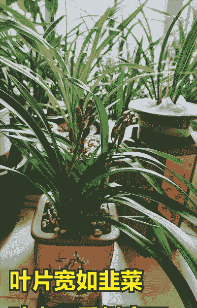 兰花分布在什么地区 兰花分布在什么地区