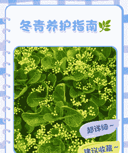 冬青什么时候施肥 冬青什么时候施肥