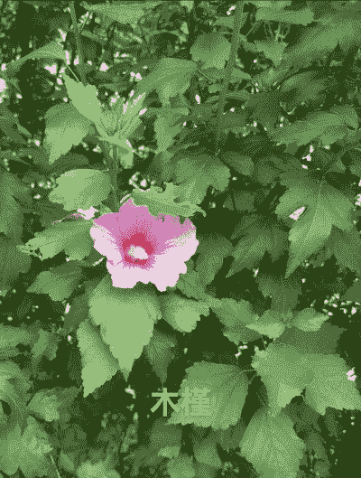 木槿还叫什么花 木槿还叫什么花