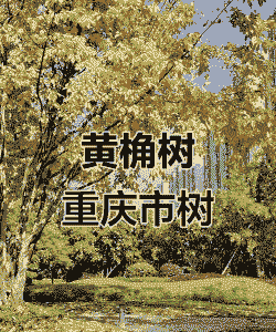 重庆的市花市树有哪些 重庆的市花市树有哪些