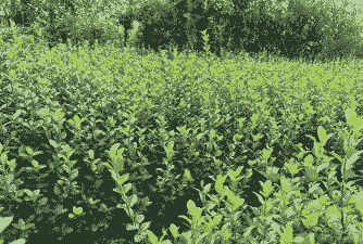 卫矛叶子为什么发黄 卫矛叶子为什么发黄