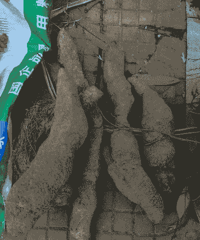 麻山药什么季节成熟 麻山药什么季节成熟