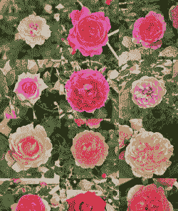 月季花哪些品种最好养 月季花哪些品种最好养