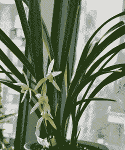 10月份兰花的有哪些 10月份兰花的有哪些