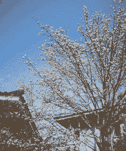 花在什么时候盛开 花在什么时候盛开