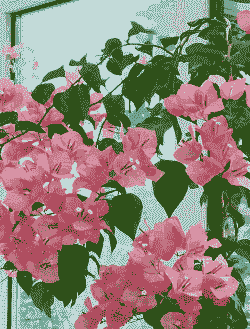 三角梅哪些季节开花 三角梅哪些季节开花