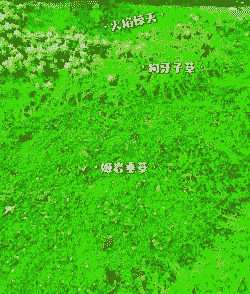 一般地被草有哪些 一般地被草有哪些