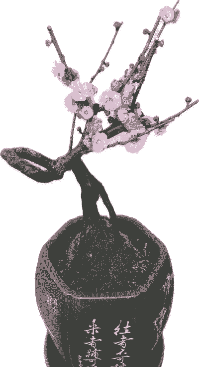 养梅花用什么花盆 养梅花用什么花盆