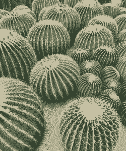 仙人掌类多肉有哪些品种 仙人掌类多肉有哪些品种