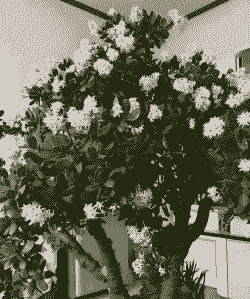 玉树植物可以放在卧室吗 玉树植物可以放在卧室吗