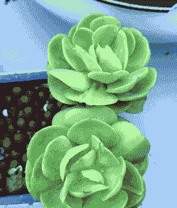 多肉植物碧桃怎么养 多肉植物碧桃怎么养