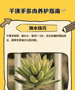 千佛手怎么养 千佛手怎么养