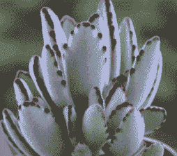 月兔耳多肉怎么养 月兔耳多肉怎么养