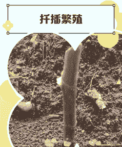 用什么基质扦插 用什么基质扦插