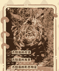 吉娃莲的花语 吉娃莲的花语