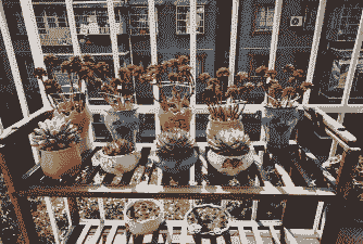 多肉温度低到几度,就要进屋 多肉温度低到几度,就要进屋