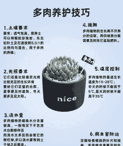养多肉植物注意事项 养多肉植物注意事项