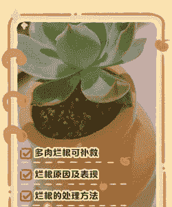 多肉根部腐烂了怎么救 多肉根部腐烂了怎么救