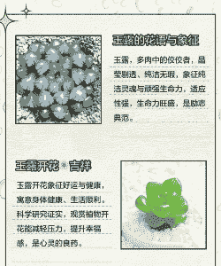 玉露象征着什么 玉露象征着什么