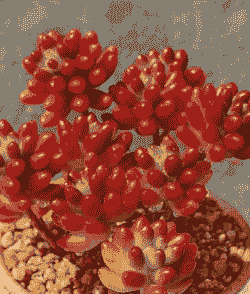 虹之玉夏天可以扦插吗 虹之玉夏天可以扦插吗