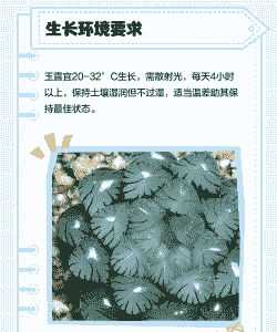 玉露怎样扦插和繁殖 玉露怎样扦插和繁殖