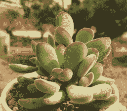 若歌诗多肉怎样爆盆 若歌诗多肉怎样爆盆