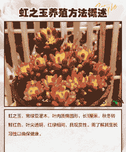 虹之玉夏天怎么养护 虹之玉夏天怎么养护