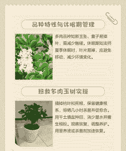 翡翠景天怎么避免翻盆不掉叶子 翡翠景天怎么避免翻盆不掉叶子