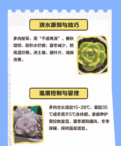 清盛锦多肉怎么养 清盛锦多肉怎么养