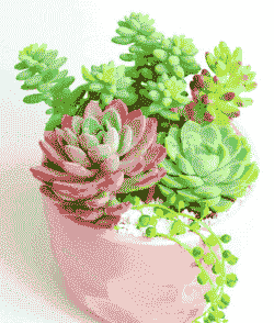 多肉植物新手种植入门 多肉植物新手种植入门