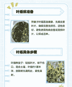 熊童子平铺叶插方法 熊童子平铺叶插方法