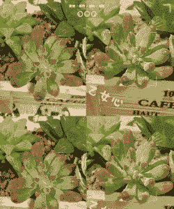 乙女心掉叶子怎么补救 乙女心掉叶子怎么补救