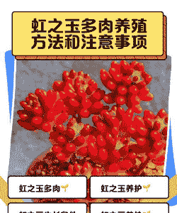 虹之玉的扦插方法 虹之玉的扦插方法