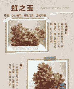 虹之玉的生长过程 虹之玉的生长过程