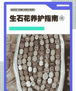 宝石花怎么养才长得好 宝石花怎么养才长得好