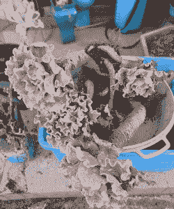 高砂之翁多肉怎么繁殖 高砂之翁多肉怎么繁殖