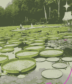 王莲怎么种植 王莲怎么种植