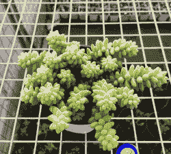 翡翠景天多肉怎么养 翡翠景天多肉怎么养