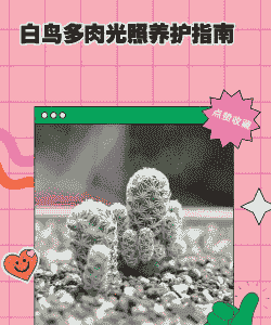 白鸟多肉植物怎么养殖 白鸟多肉植物怎么养殖